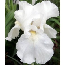 Bearded Iris Patricia Craig