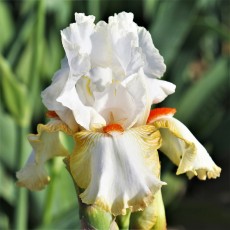 Bearded Iris Halloween Halo