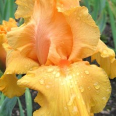 Bearded Iris Orange Tweed