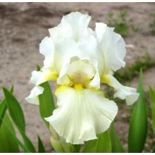 Bearded Iris Southern Comfort 