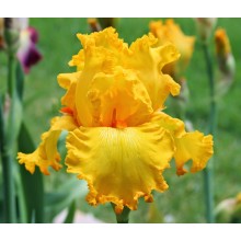 Bearded Iris Throb 