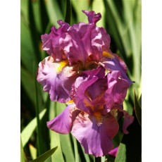 Bearded Iris Plum Fairy 