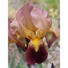 Bearded Iris Indian Chief