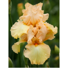 Bearded Iris Word & Music 