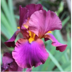 Bearded Iris Martel