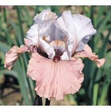Bearded Iris Imprimis 