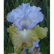 Bearded Iris Silicone Praire