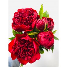 Peony - Christmas Valvet 