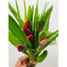 Tulip - Dark Red (Standard)