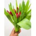 Tulip - Dark Red (Standard)