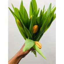 Tulip - Dark Yellow (Standard)