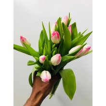 Tulip - Pink & White (Standard)