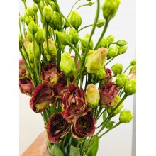 Lisianthus Rosanne - Brown / Standard Lisianthus Rosanne - Brown / Standard