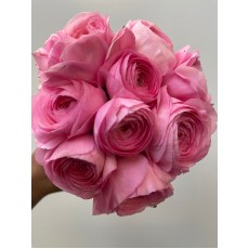 Ranunculus Elegance Pink 
