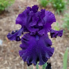 Bearded Iris Glacier Shadows 