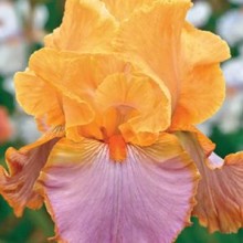 Bearded Iris Sunset Sonata 