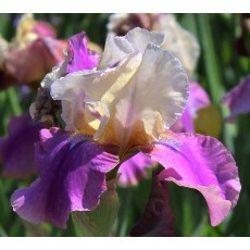 Bearded Iris Chapeau 