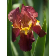 Bearded Iris Russet Manthe 