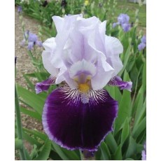 Bearded Iris Night Magic 