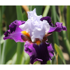 Bearded Iris Moonglow 