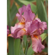 Bearded Iris Charming Lady 