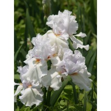 Bearded Iris Glacier Spoon 