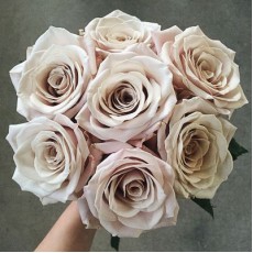 Menta 40/50 cm  available up to 80 cm 