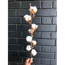 Cotton Flower (8 Heads) - Gossypium 