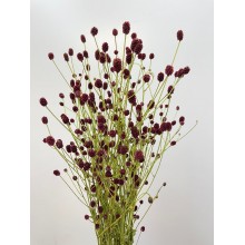 Veronica Sangiosorba 