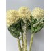 Brassica White Cone 