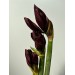 Amaryllis Royal Velvet 75cm