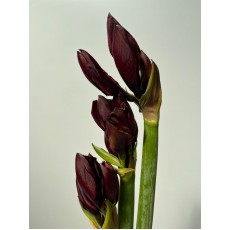 Amaryllis Royal Velvet 75cm