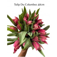Tulips Columbus Peony 