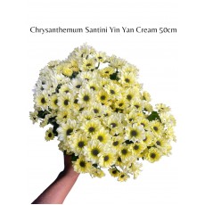 Chrysanthemum Santini Yin Yan Cream