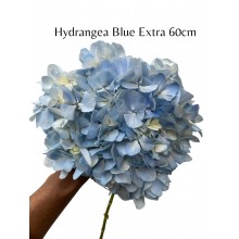 Hydrangea Extra Blue