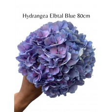 Hydrangea Elbtal Blue
