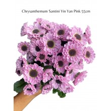 Chrysanthemums Santini - Yin Yang Pink