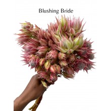 Blushing Bride 