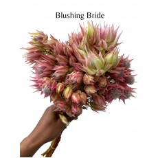 Blushing Bride 