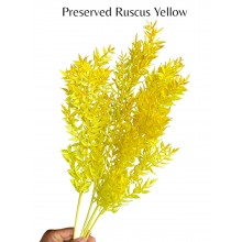 Preserved Ruscus Yellow 