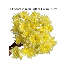 Chrysanthemum Baltica Cream