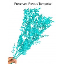 Preserved Ruscus Turquoise