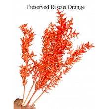 Preserved Ruscus Orange