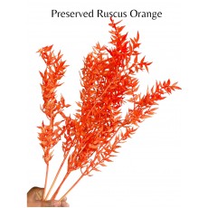 Preserved Ruscus Orange