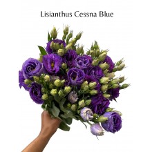 Lisianthus Cessna Blue