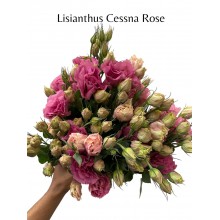 Lisianthus Cessna Rose 