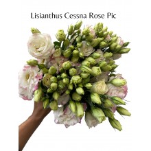Lisianthus Cessna Rose Pic 