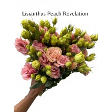 Lisianthus Peach Revelation