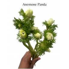Anemone Panda