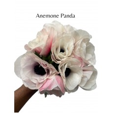 Anemone Panda 39-45cm